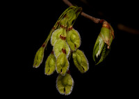 Norway Maple Seeds May 2019