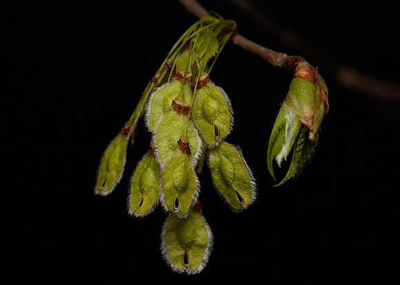 Norway Maple Seeds May 2019