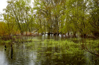 Sudbury River Flooding May 2019