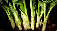 Hosta