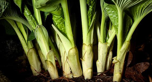 Hosta