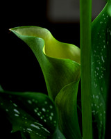 Calla