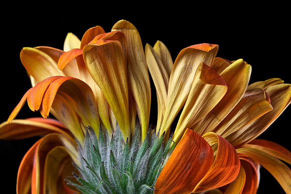 Gerber Daisy (1)