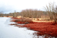 Sudbury River Floodplain 2