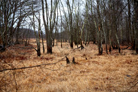 Sudbury River Floodplain