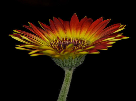 Gerbera