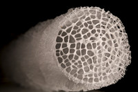 Shrimp Birthing Center Door