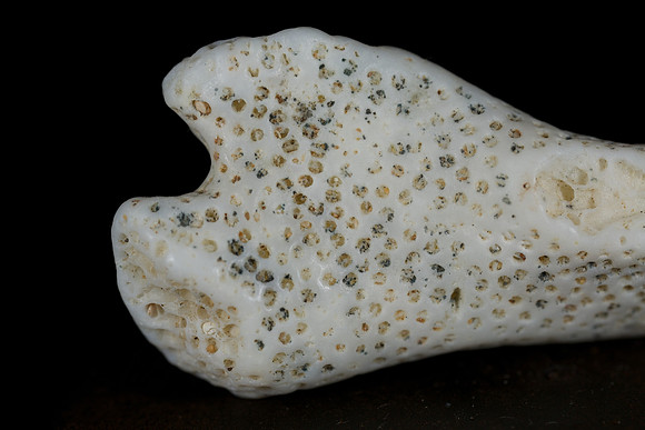 Hawaiian coral