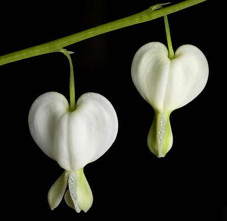 White Dicentra