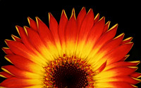 Gerbera