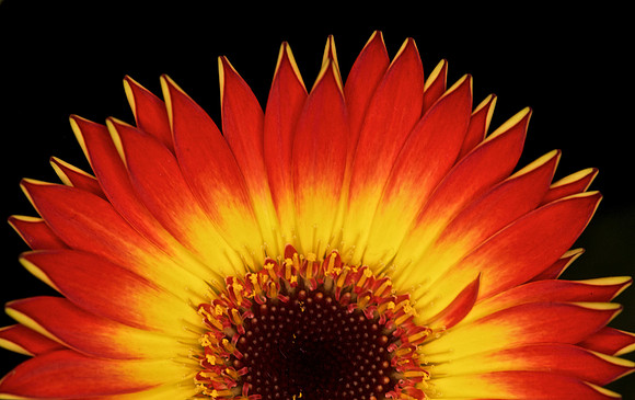 Gerbera