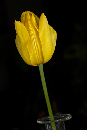 White's Tulip