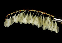 Knotweed Seeds