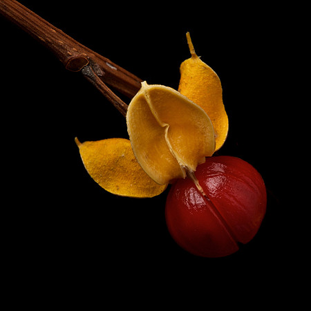 Bittersweet (2)