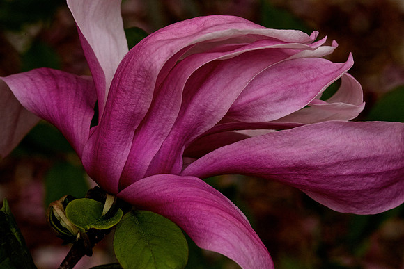Magnolia 'Betty' @ Arnold Arboretum