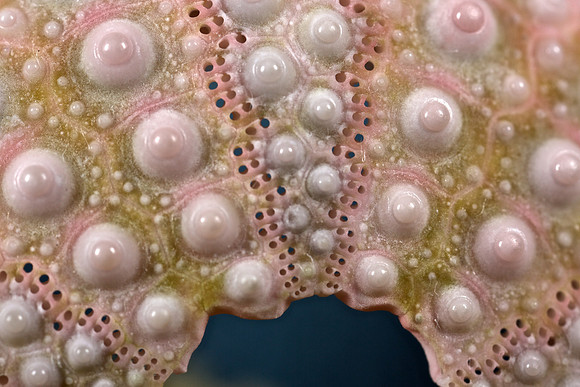 Sea Urchin