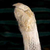 Shrimp Birthing Center