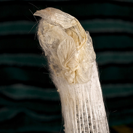 Shrimp Birthing Center