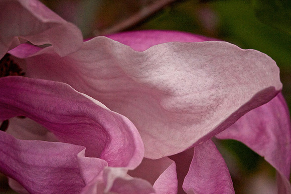Magnolia 'Betty'