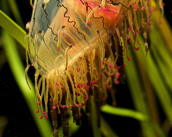 Flower Hat Jelly (1)