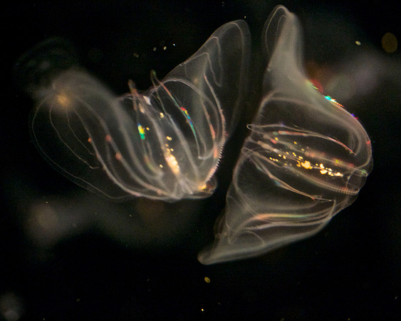 Mnemiopsis Jelly (1)