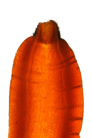 Carrot