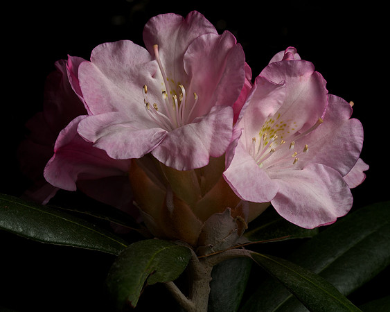 Rhodendron "Jane Grant" (1)