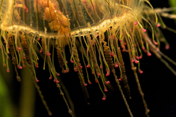Flower Hat Jelly (2)