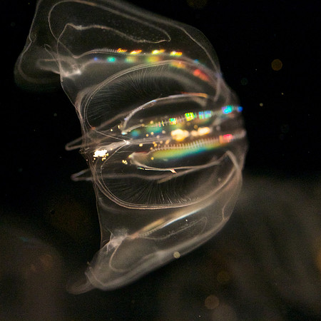 Mnemiopsis Jelly