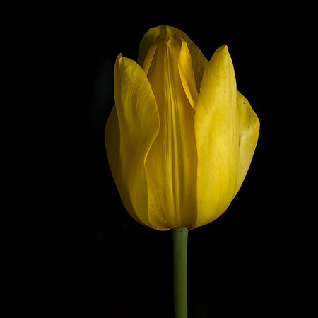 White's Tulip