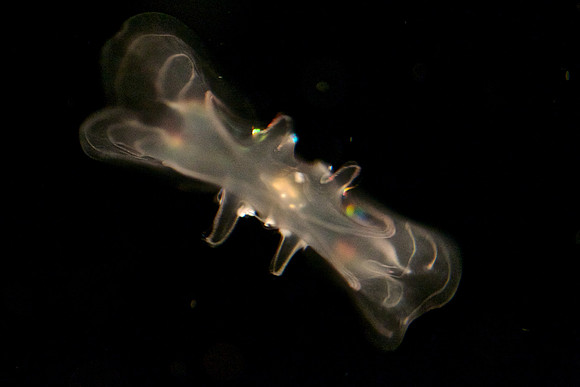Mnemiopsis Jelly