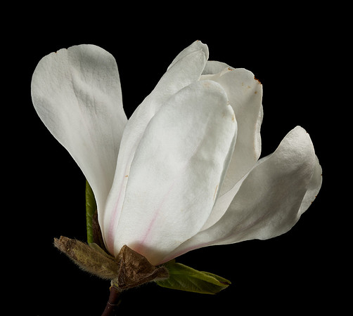 Wayland Magnolias