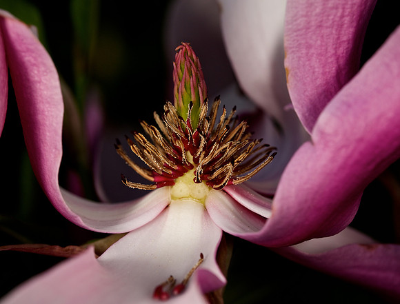 Magnolia 'Betty' @ Arnold Arboretum