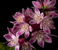 Deutzia