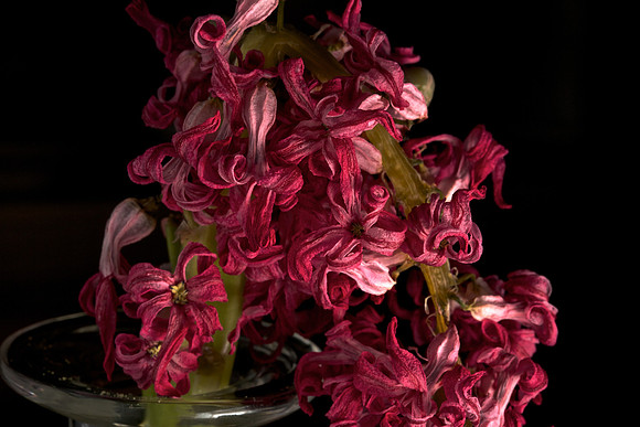 Wilted Hyacinth