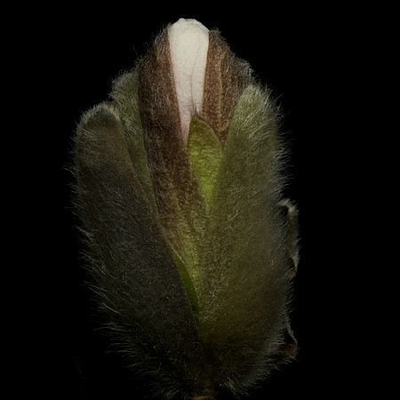 Lincoln Magnolia Bud