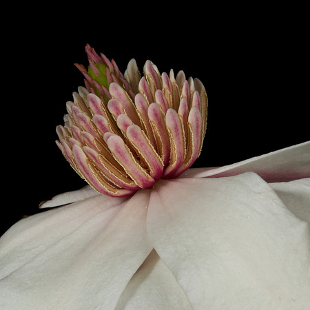Lincoln Magnolias 877