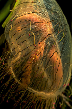 Olinidas formosa