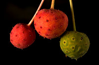 Magnolia Fruit