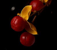 Bittersweet (1)