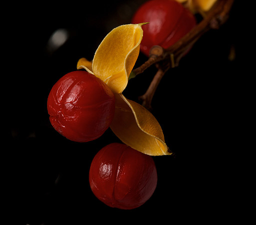 Bittersweet (1)