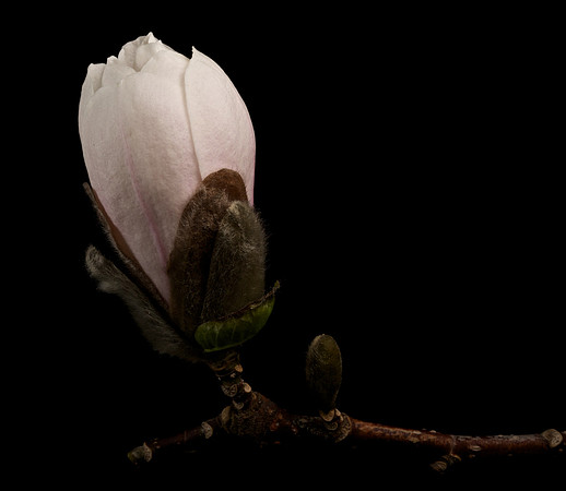 Lincoln Magnolia