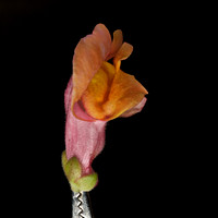 Snapdragon 1