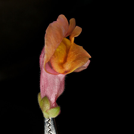 Snapdragon 1