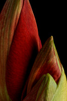 Amaryllis