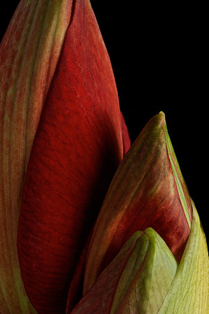 Amaryllis
