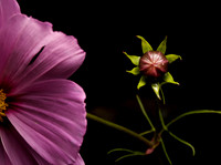 Cosmo bud