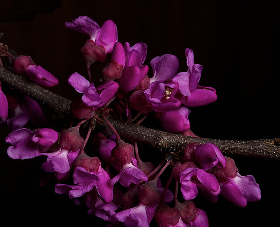 Circes canadensis- Redbud