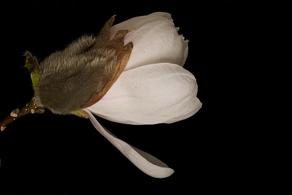 Lincoln Magnolia (1)