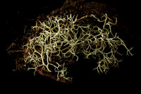 Lichen